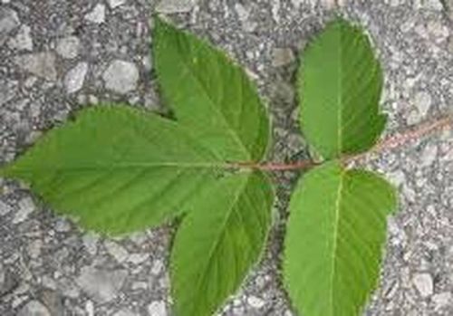 Photo left; Leaf ot the Manitoba Maple, Right the Sugar Maple